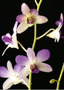 Dendrobium Orchids Plants DMB1369