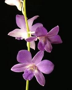 Dendrobium Orchids Plants DMB1370