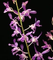 Dendrobium Orchids Plants DMB1372