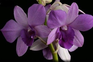 Dendrobium Orchids Plants DMB1373