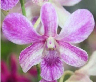 Dendrobium Orchids Plants DMB1374