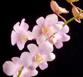 Dendrobium Orchids Plants DMB1376
