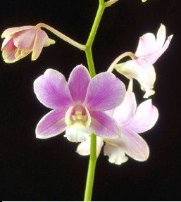 Dendrobium Orchids Plants DMB1377