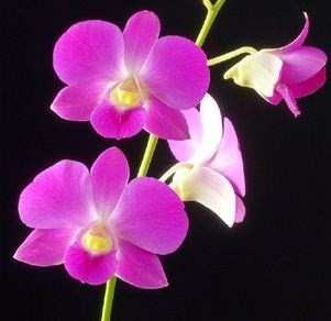 Dendrobium Orchids Plants DMB1378