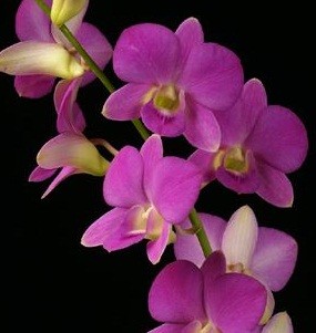 Dendrobium Orchids Plants DMB1380