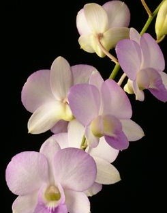 Dendrobium Orchids Plants DMB1381