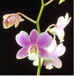 Dendrobium Orchids Plants DMB1382