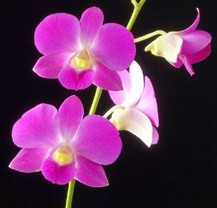 Dendrobium Orchids Plants DMB1383