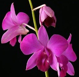 Dendrobium Orchids Plants DMB1384