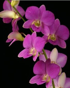 Dendrobium Orchids Plants DMB1385