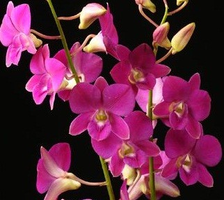 Dendrobium Orchids Plants DMB1386