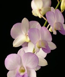 Dendrobium Orchids Plants DMB1387