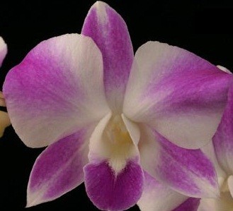 Dendrobium Orchids Plants DMB1388