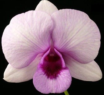 Dendrobium Orchids Plants DMB1389