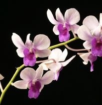 Dendrobium Orchids Plants DMB1390