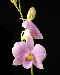 Dendrobium Orchids Plants DMB1392