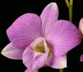 Dendrobium Orchids Plants DMB1393