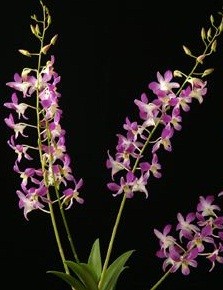 Dendrobium Orchids Plants DMB1394