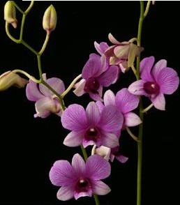 Dendrobium Orchids Plants DMB1395