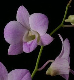 Dendrobium Orchids Plants DMB1396