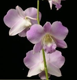 Dendrobium Orchids Plants DMB1397