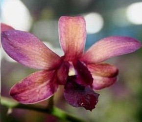 Dendrobium Orchids Plants DMB1399