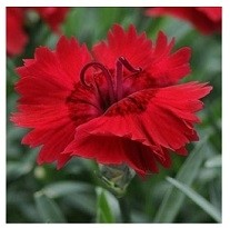Dianthus Red Flowering Plants