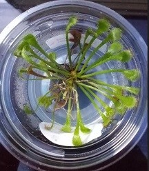 Drosera BURMANNII Carnivorous Plants