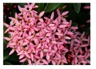 Dwarf Pink Ixora Flowering Plants