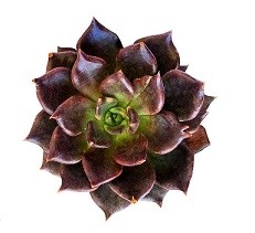 Echeveria Black Prince Succulent Plants