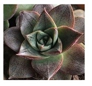 Echeveria Dionysos Succulent Plants  