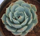 Echeveria Elegans Rose Succulent Plants