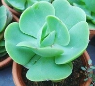 Echeveria Green Spoon Succulent Plants