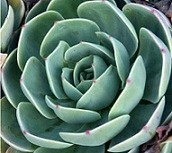 Echeveria Imbricata Succulent Plants