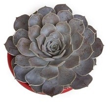 Echeveria Lilacina Succulent Plants