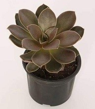 Echeveria Melaco Succulent Plants