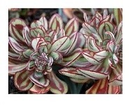 Echeveria Nodulosa Succulent Plants