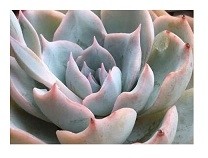 Echeveria Peacockii Succulent Plants