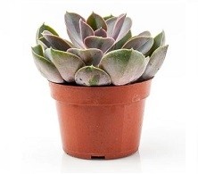 Echeveria Perle Von Nurnberg Succulent Plants