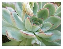 Echeveria Pulidonis Succulent Plants