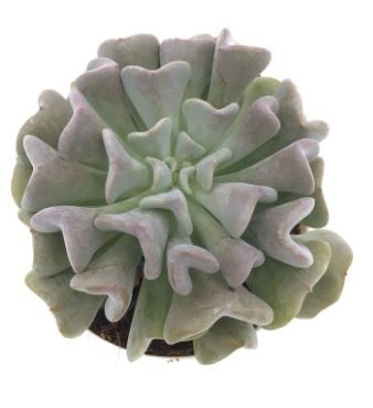 Echeveria Runyonii Succulent Plants