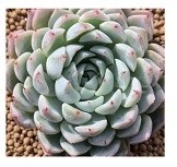 Echeveria White Zaragosa Succulent Plants