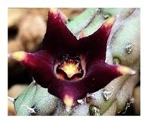 Echidnopsis Repens Succulent Plants