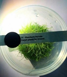 Eleocharis Parvula Dwarf Hairgrass