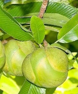 Elephant Apple Live Indian Garden Plants