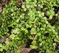 Elephant Bush Succulent Plants