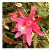 Epiphyllum Hybrid Flowering Plants