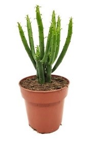 Euphorbia Alluaudii Succulent Plants