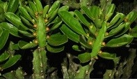 Euphorbia Neriifolia Succulent Plants