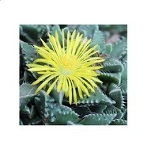 Faucaria Tigrina Succulent Plants